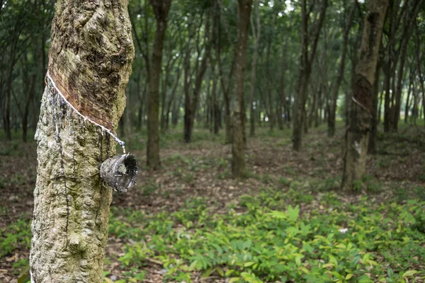 Kauçuk ağacı bırakıldığında çiftliğindeki kase — Stok fotoğraf