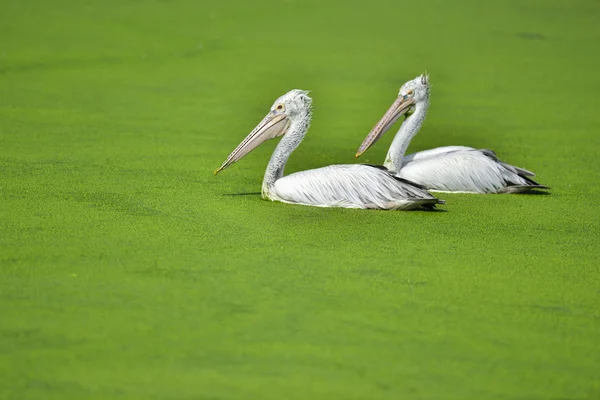 Twin pelicano branco na samambaia de água — Fotografia de Stock