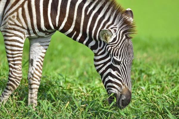 Zebra taze ot yemek