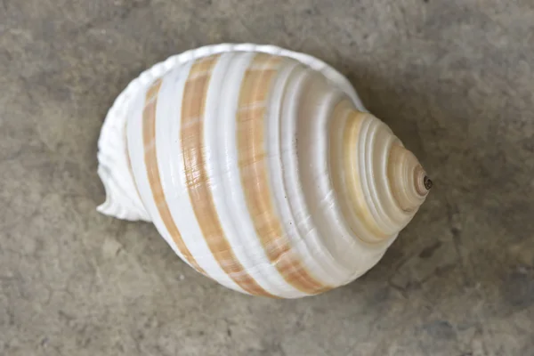 Shell on wooden table — Stock Photo, Image
