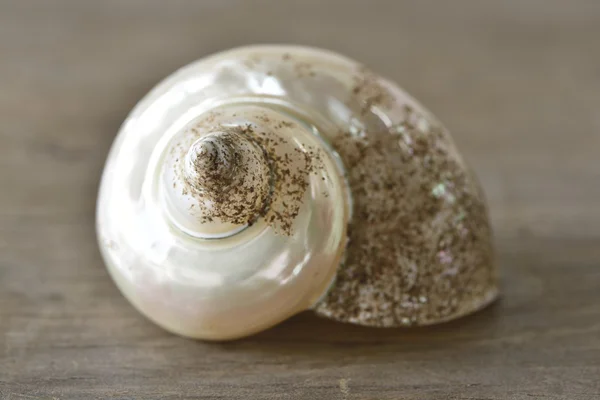 Shell on wooden table — Stock Photo, Image