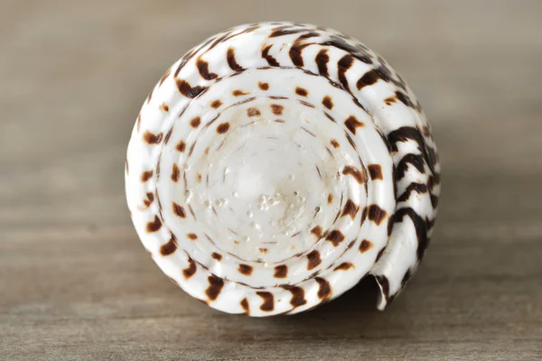 Shell na mesa de madeira — Fotografia de Stock