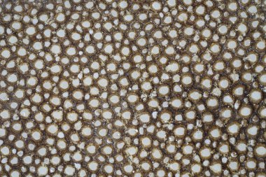 Kahverengi ray cilt dokusunu