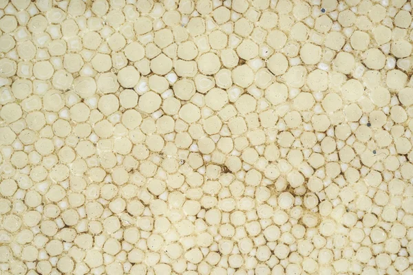 Texture de la peau de rayon ivoire — Photo