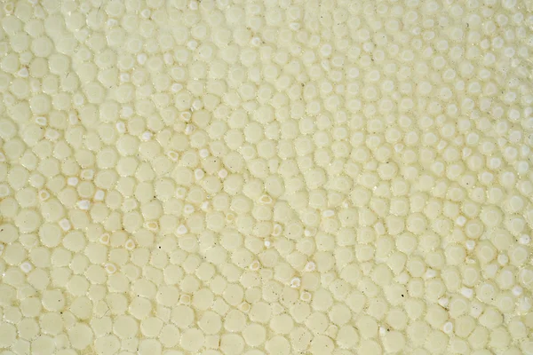 Crème ray huidtextuur — Stockfoto