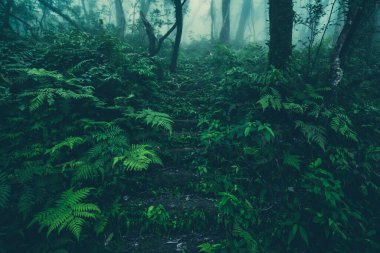 Yeşil ormanın doğal arka planı, yeşil filtreli tropikal orman