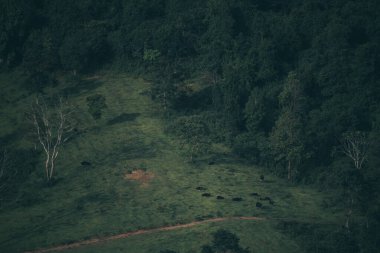 Tropikal orman doğal arka plan, yeşil tonda doğa sahnesi