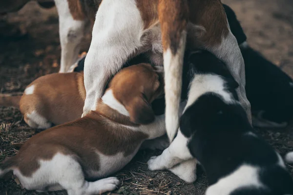 The mother dog is feeding the puppy, begle puppy dogs