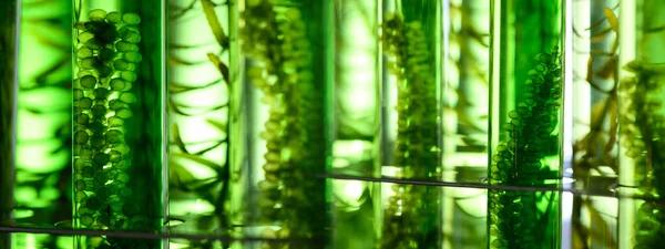 science technology research of green alga biofuel in laboratory, biotechnology industry with alternative natural experiment, biodiesel oil fuel energy from plant to sustainable environment