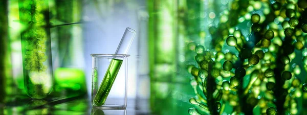 Photobioréacteur Dans Laboratoire Sciences Médicales Algues Combustible Industrie Des Biocarburants — Photo