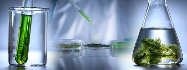 Zöld Alga Bioüzemanyag Tudományos Technológiai Kutatása Laboratóriumban Biotechnológiai Ipar Alternatív — Stock Fotó