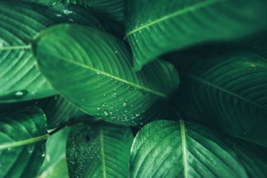 Yeşil yaprak dokusu arka plan, bahar bahçesindeki tropikal bitki deseni, yazın taze ağaç ormanı, çevrenin duvar kâğıdı tasarımı, ekolojik koruma kavramı