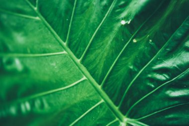 Yeşil yaprak dokusu arka plan, bahar bahçesindeki tropikal bitki deseni, yazın taze ağaç ormanı, çevrenin duvar kâğıdı tasarımı, ekolojik koruma kavramı