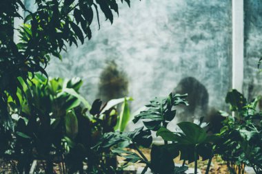 Yeşil yaprak dokusu arka plan, bahar bahçesindeki tropikal bitki deseni, yazın taze ağaç ormanı, çevrenin duvar kâğıdı tasarımı, ekolojik koruma kavramı