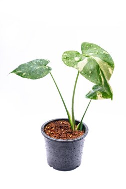 Monstera Thai Takımyıldızı beyaz arka planda, yeşil doğa yeşillik bitkisi, botanik egzotik yaprak, beyaz tropikal çeşitlilik, pahalı serpiştirilmiş tasarım, çömlekte taze genç canavar