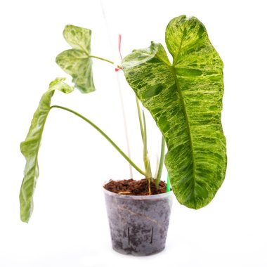 Philodendron paraiso verde beyaz arka planda izole, yeşil yapraklı botanik bitkisi, tropikal desen yeşillik cenneti, orman dokusuna tasarım, filodendron çiçeği