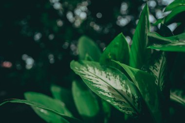 Tropikal orman doğal arka plan, yeşil ton tarzında doğa sahnesi, rahatlama konsepti ve spa ve seyahat için özgürlük yaşam tarzı