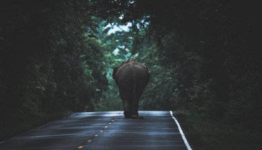 Vahşi Asya fili yürüyor, yere uzanıyor, çim tarlasında dinleniyor. Khao Yai Doğa Parkı, Tayland. vahşi aminal