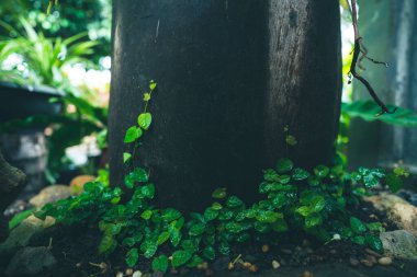 Doğal arka plan için tropik yeşil yaprak bitkisi, ormandaki küçük ağaçlı bitki bahçesi, ilkbaharda palmiye ormanı deseni, doğal kafe dekorasyon kavramı.