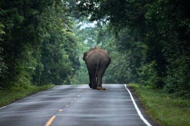 Vahşi Asya fili yürüyor, yere uzanıyor, çim tarlasında dinleniyor. Khao Yai Doğa Parkı, Tayland. vahşi aminal