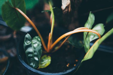 Doğa bahçesinde yaşayan tropik orman bitkisinin yeşil yaprağı, egzotik orman yaprakları, palmiye çiçekleri ve canavarlar, çevredeki botanik bitki örtüsü