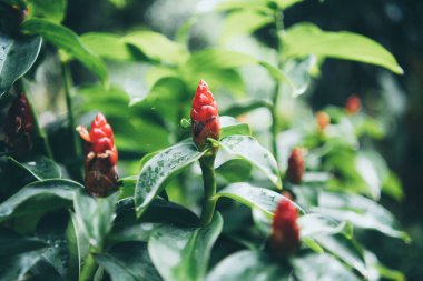 Doğa bahçesinde yaşayan tropik orman bitkisinin yeşil yaprağı, egzotik orman yaprakları, palmiye çiçekleri ve canavarlar, çevredeki botanik bitki örtüsü