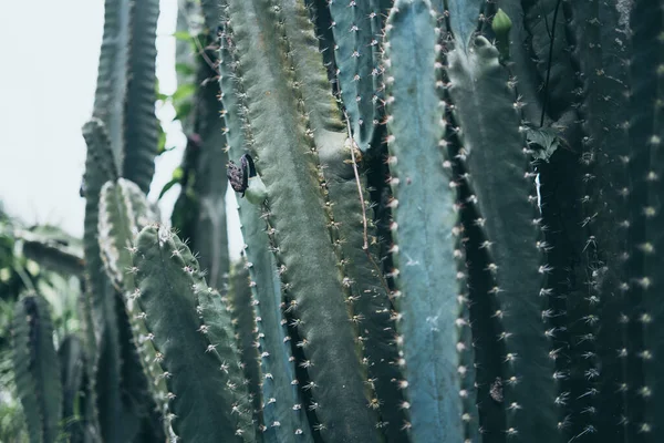 Planta Cactus Verde Naturaleza Viva Fondo Planta Tropical Del Desierto —  Fotos de Stock