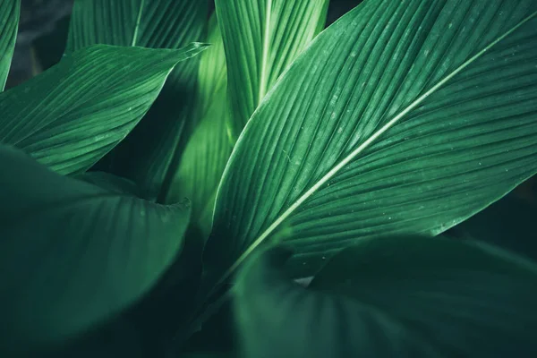 Green Leaf Nature Texture Background Abstract Pattern Tropical Foliage Plant — Stock Photo, Image