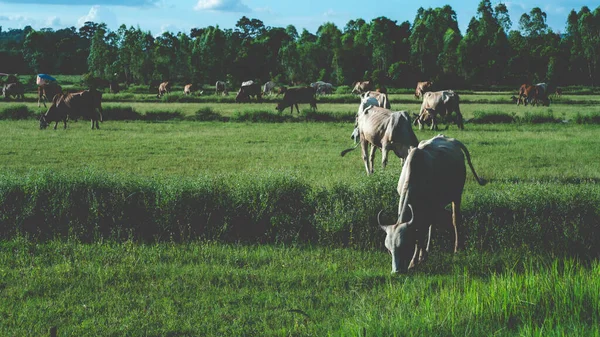 Naturlandschaft Mit Grünen Reisfeldern Landwirtschaft Bauernhof Blick Auf Asien Mit — Stockfoto