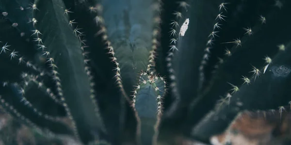 Green Cactus Plant Nature Background — Zdjęcie stockowe