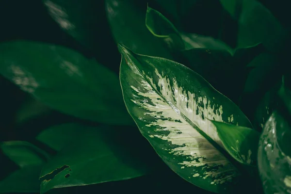 Tropisk Grön Bladväxt För Natur Bakgrund Bladväxt Botanisk Trädgård Med — Stockfoto