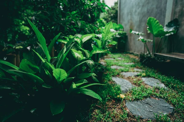 Plante Feuilles Vertes Tropicales Pour Arrière Plan Nature Jardin Botanique — Photo