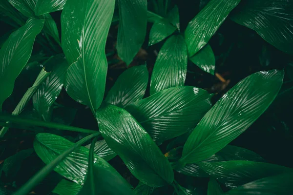 Tropisk Grön Bladväxt För Natur Bakgrund Bladväxt Botanisk Trädgård Med — Stockfoto