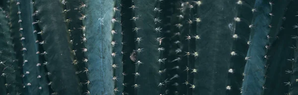 Zielony Kaktus Roślin Zbliżenie Tekstury Tło Soczysty Projekt Liści Naturą — Zdjęcie stockowe