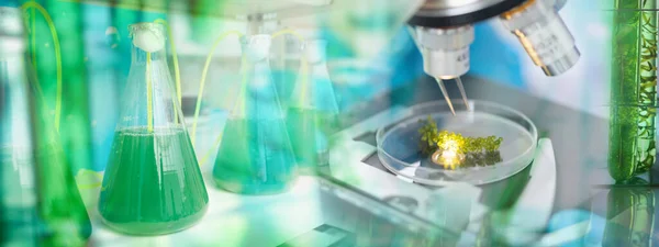 医学科学实验室的光生物反应器藻类燃料生物燃料工业 自然藻类研究 能源和保健治疗生物技术 Coronavirus Covid 19疫苗 生态可持续生活 — 图库照片
