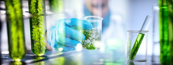 Fotobioreaktor Przemyśle Biopaliw Laboratoriach Medycznych Glonów Badania Nad Glonami Naturalnymi — Zdjęcie stockowe