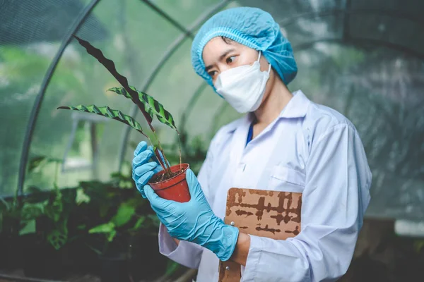 Recherche Scientifique Agriculture Plantes Feuilles Médecine Laboratoire Serre Chanvre Bourgeon — Photo