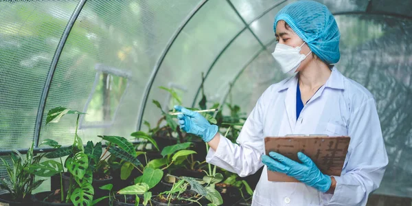 scientist research in agriculture of leaf plant in medicine laboratory greenhouse, hemp or herb bud living in nature farm for drug, organic flower garden growth for industry with botany science