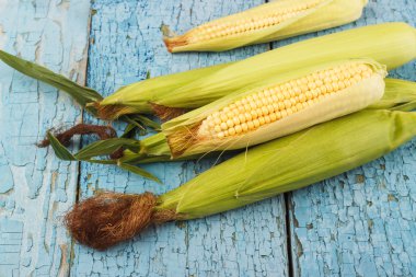 Ham mısır koçanı eski mavi kurullarında yığını