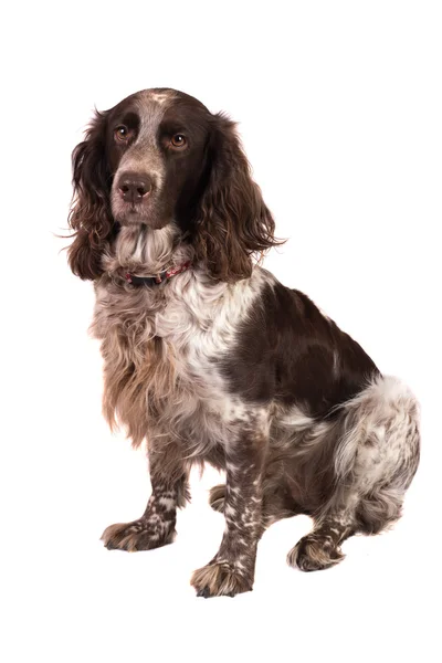 Cane su sfondo bianco — Foto Stock