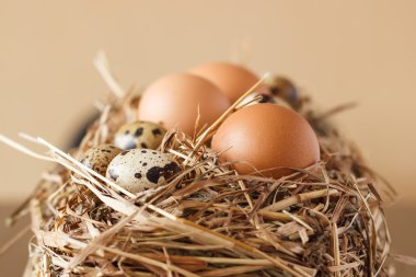 Tavuk ayarla ve kuru ot yumurtalarının bıldırcın