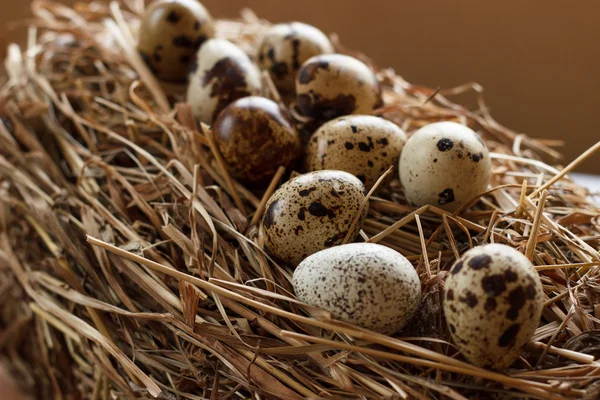 The picture quail eggs — Stock Photo, Image