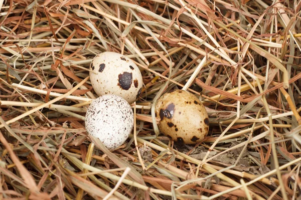 The picture quail eggs — Stock Photo, Image