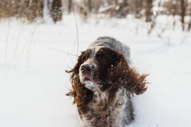 Köpek yavru horoz İspanyol kar tarafından çalışır