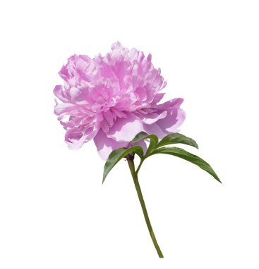 Pembe şakayık çiçeği