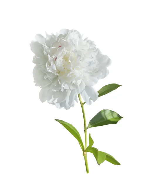 White Peony Flower — Stock Photo, Image