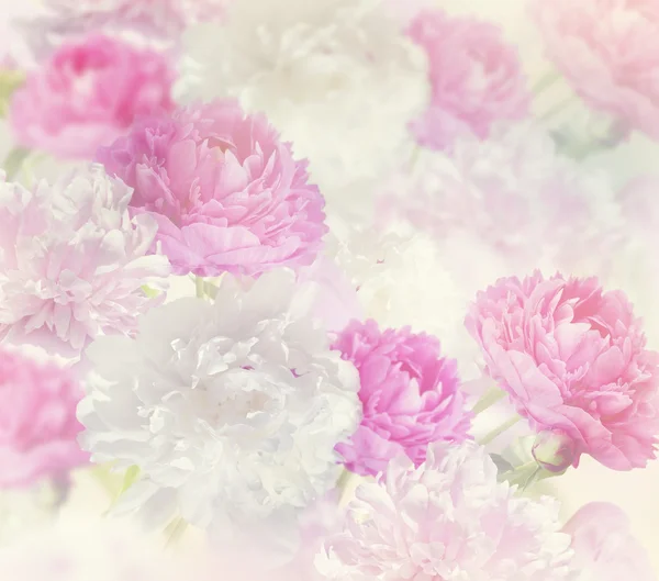 Bazsarózsa virágok háttér — Stock Fotó