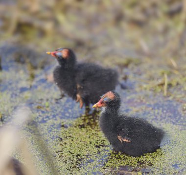 Ortak Moorhen kızlar