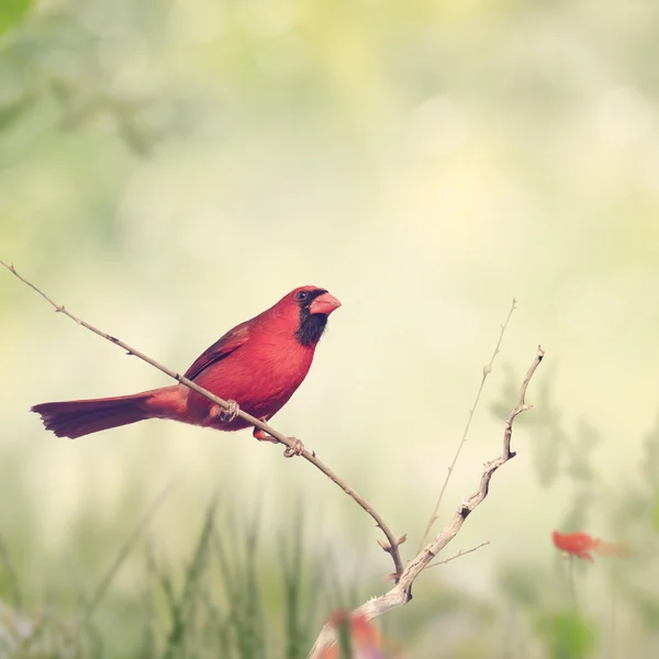 Hombre Cardenal del Norte — Foto de Stock