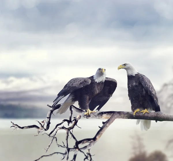 Dva bald eagles — Stock fotografie